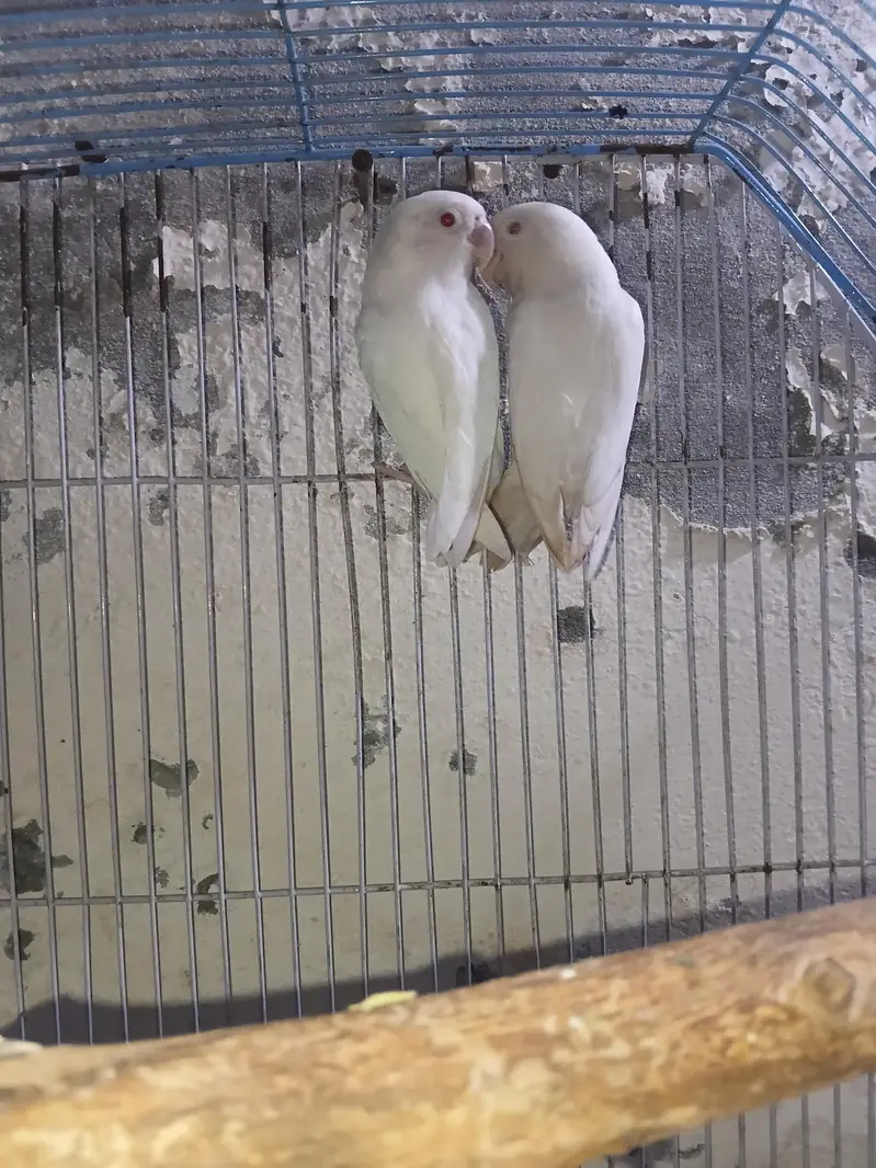 albino red eye — photo 3