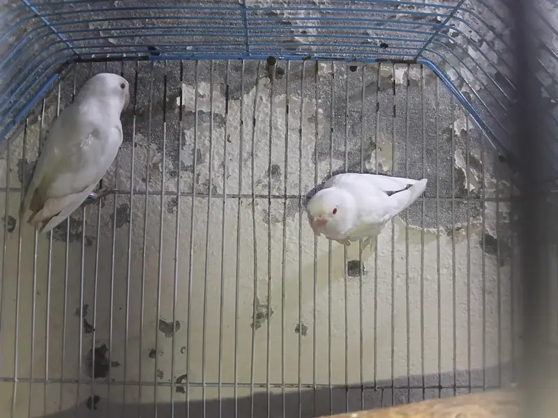 albino red eye — photo 4