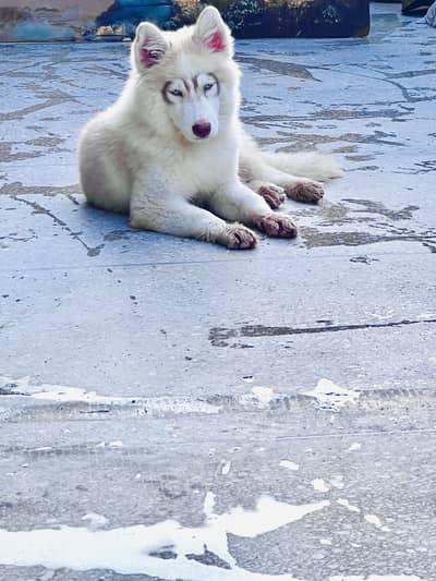 Beautiful vaccinated trained pupp