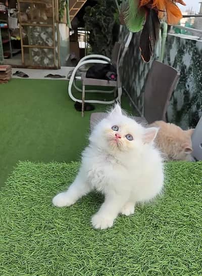 (Persian female kitten) (for sale all) (Pakistan delivery available)
