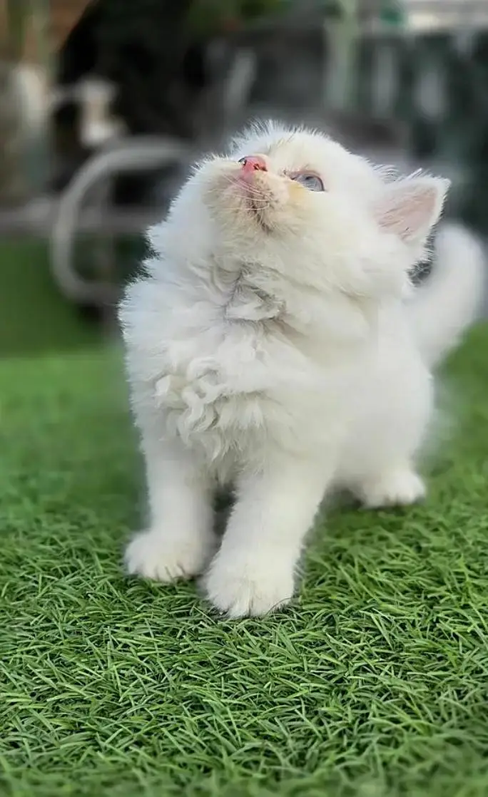 (Persian female kitten) (for sale all) (Pakistan delivery available) — photo 7