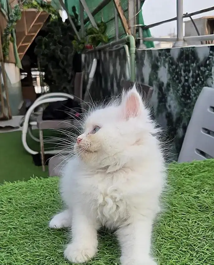 (Persian female kitten) (for sale all) (Pakistan delivery available) — photo 8