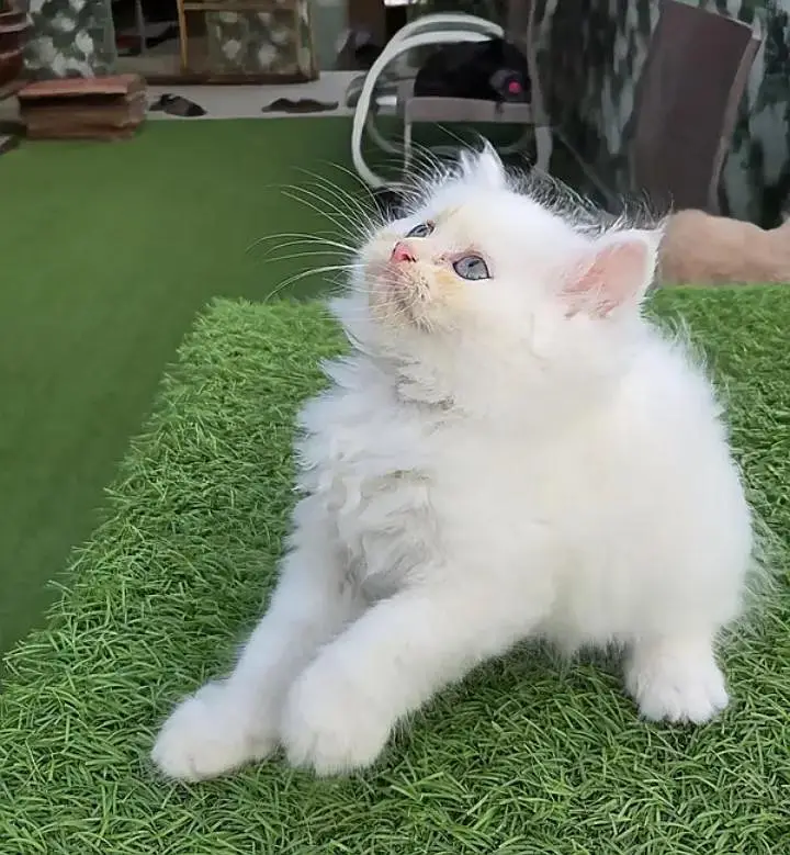 (Persian female kitten) (for sale all) (Pakistan delivery available) — photo 9