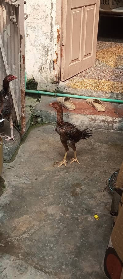 Asel murga