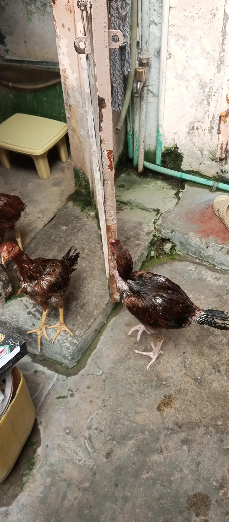 Asel murga — photo 2