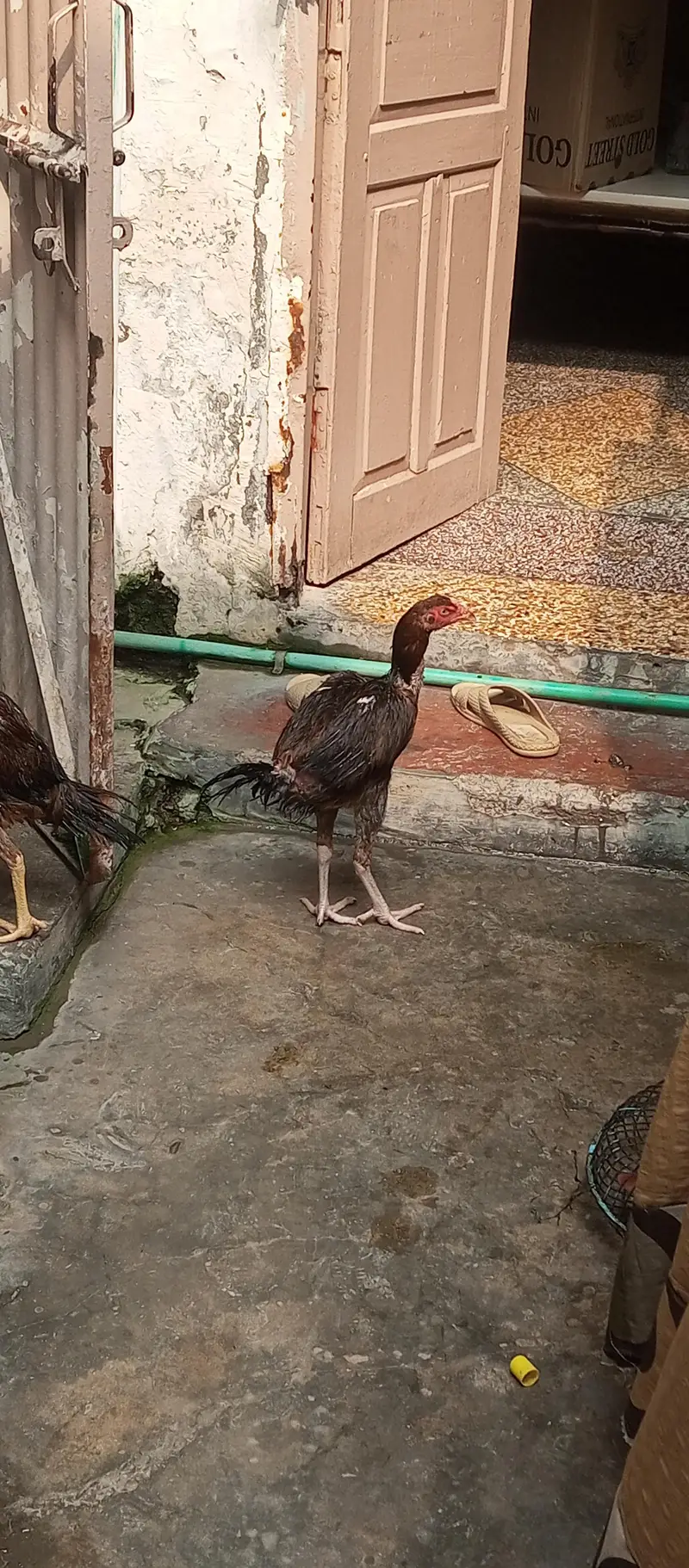 Asel murga — photo 3