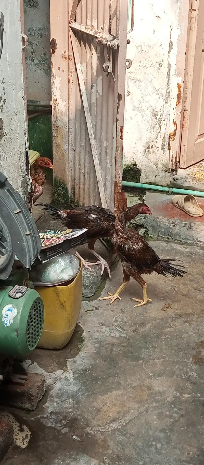 Asel murga — photo 4