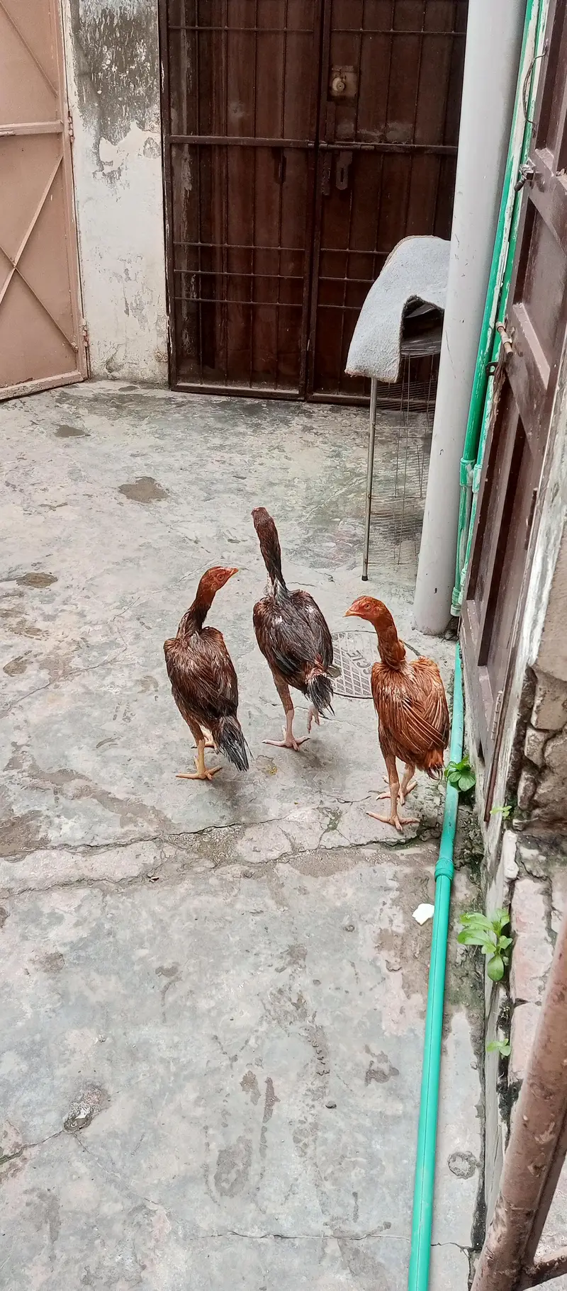 Asel murga — photo 6