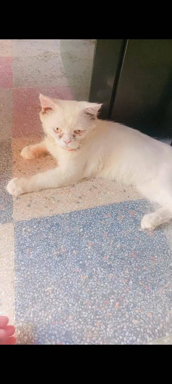 persian 0