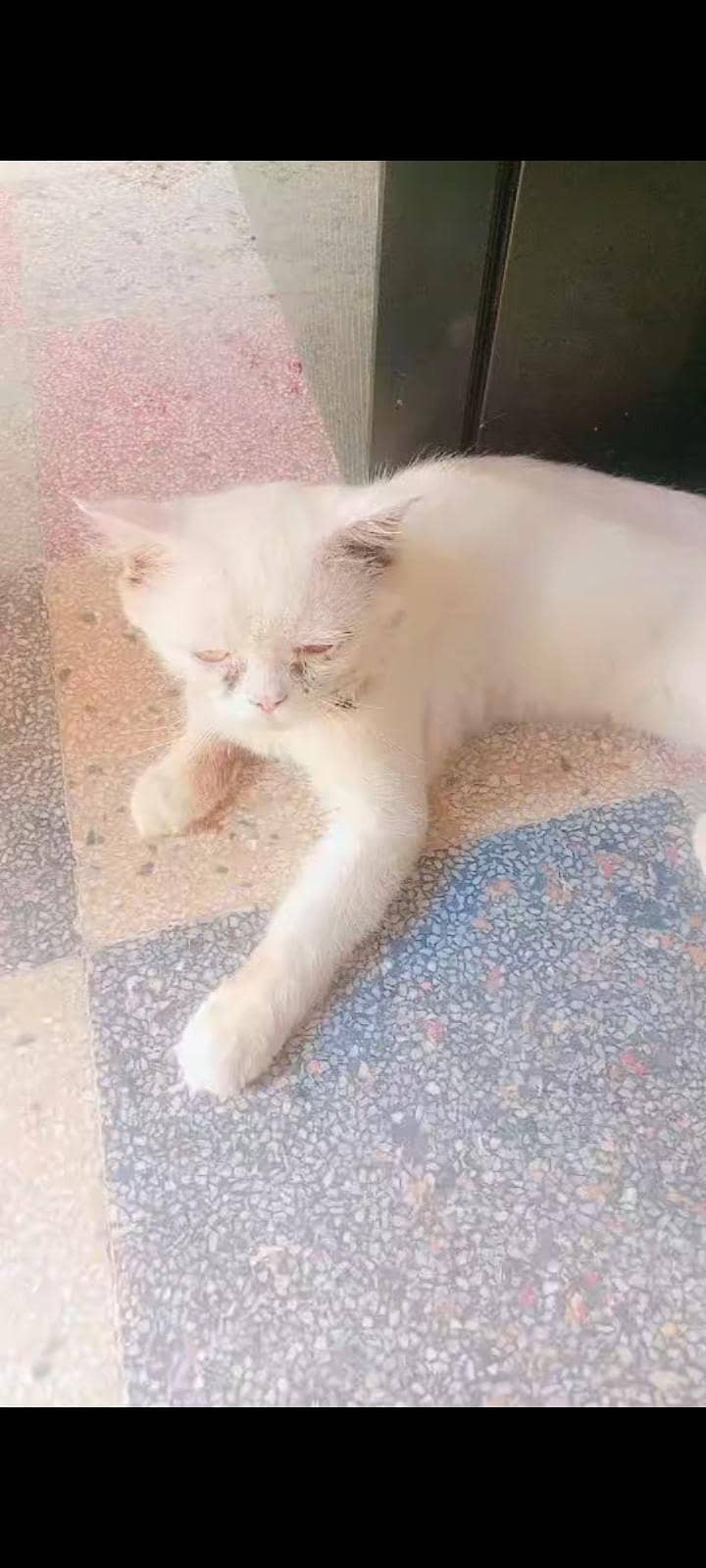 persian 1