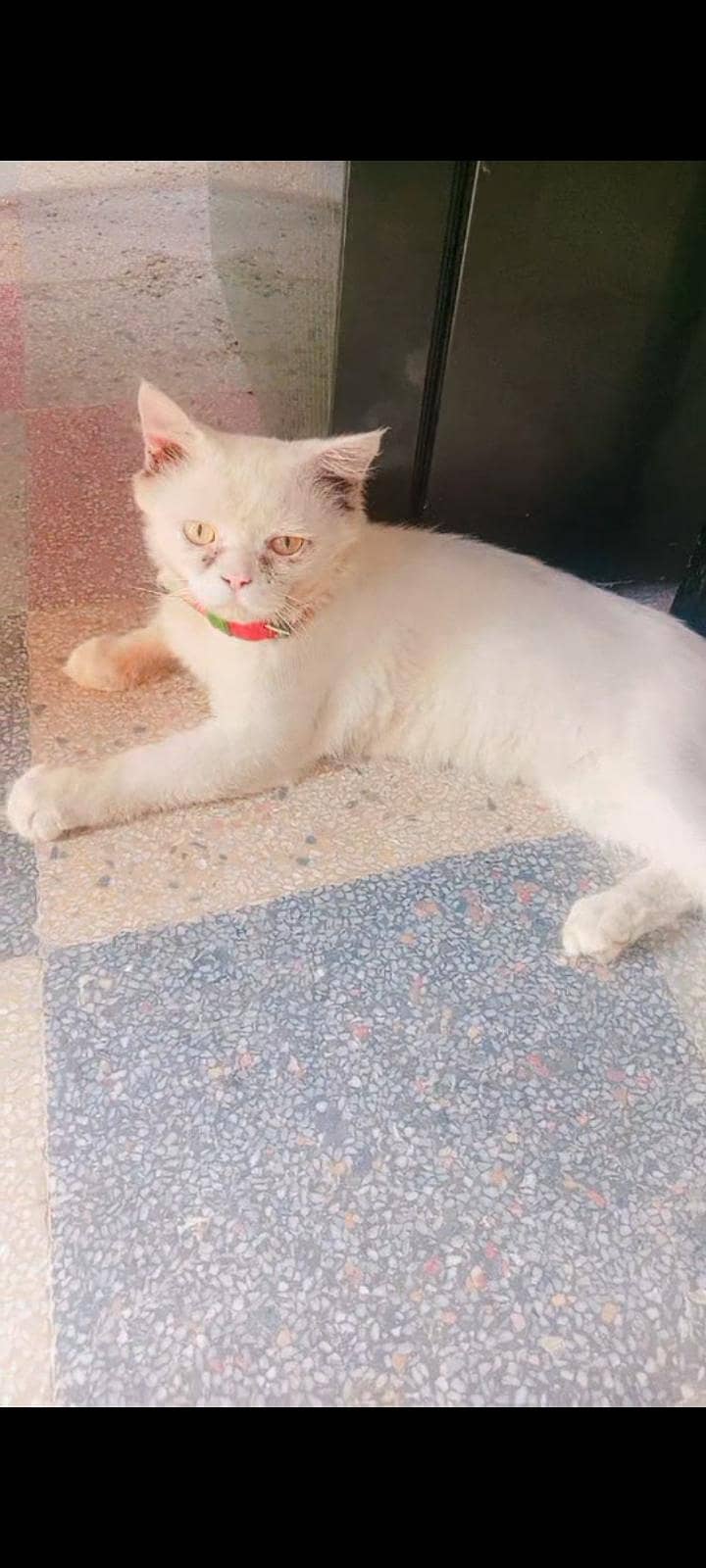 persian 2