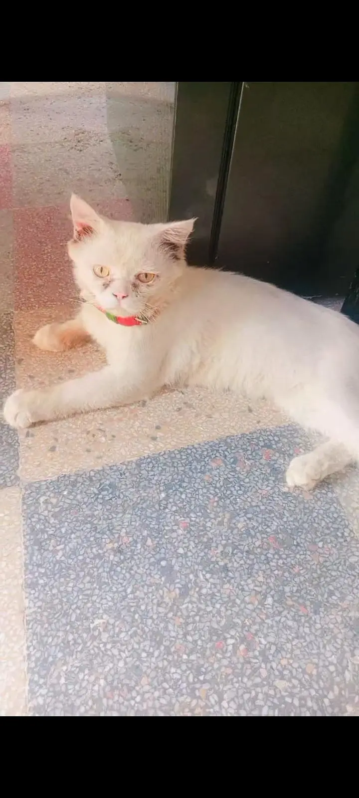 persian — photo 3
