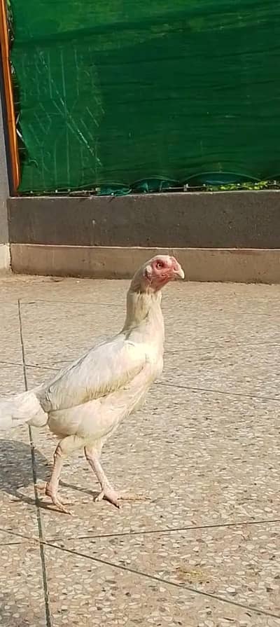 female