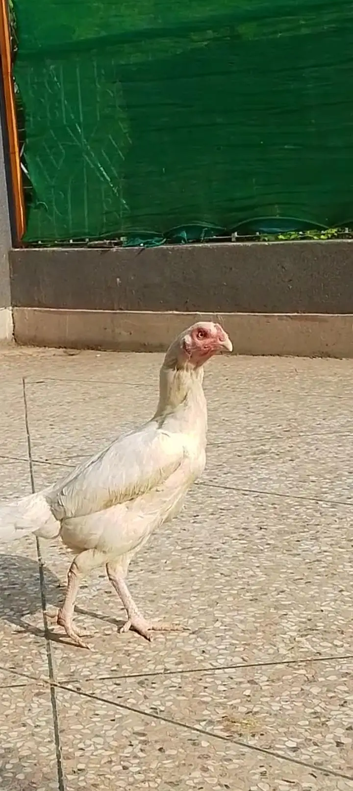 female — photo 3