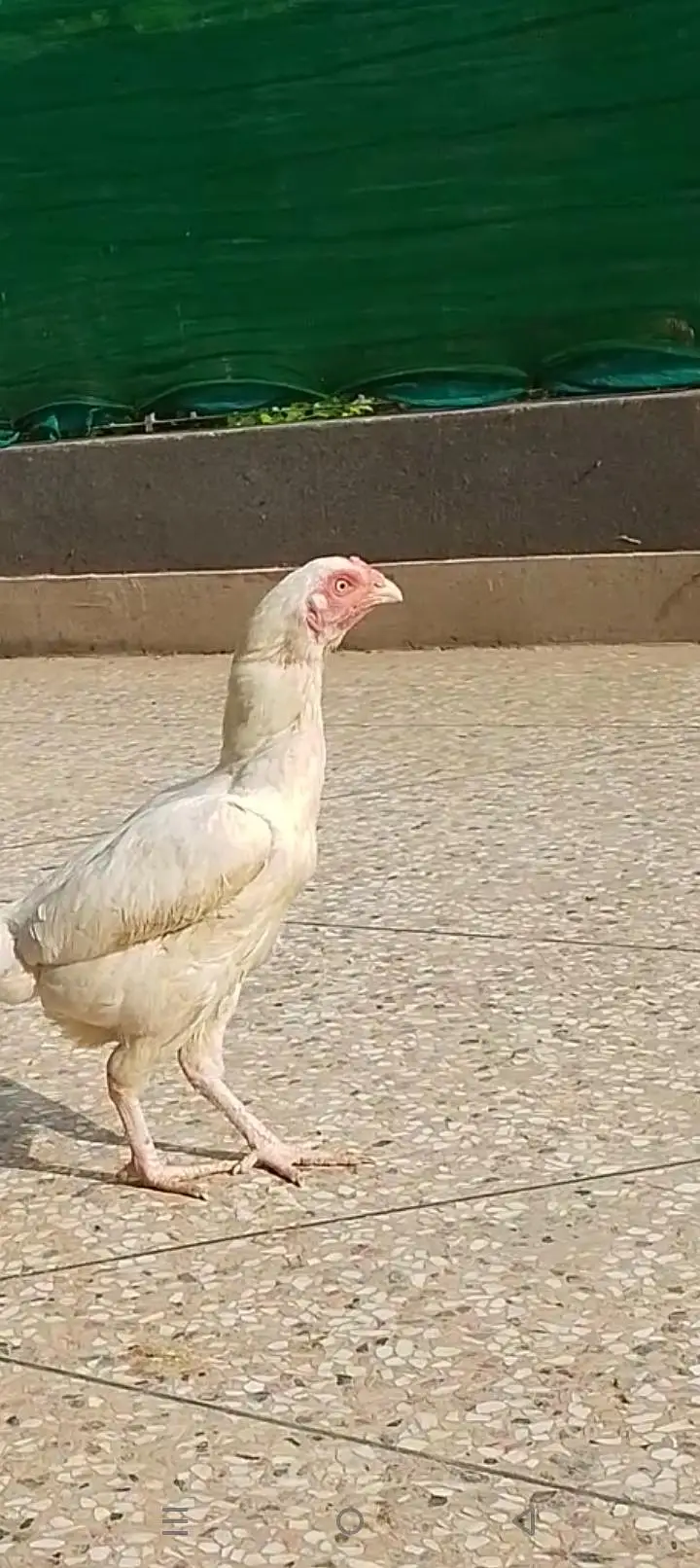 female — photo 4