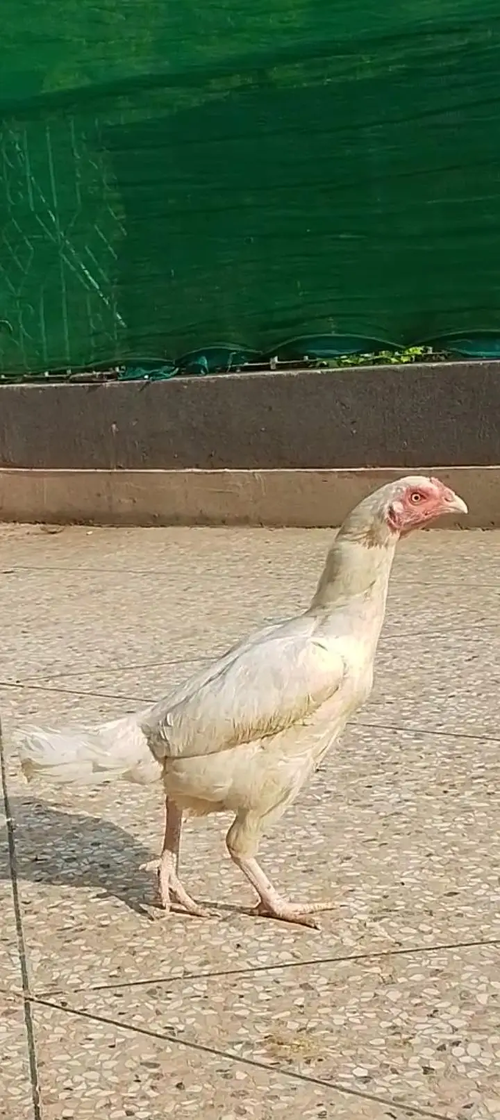 female — photo 5