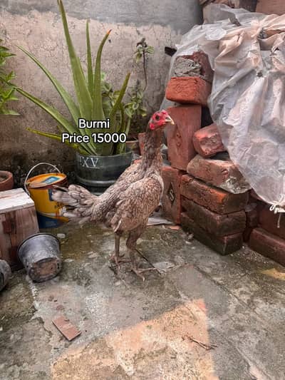 Top quality females available 03020448380