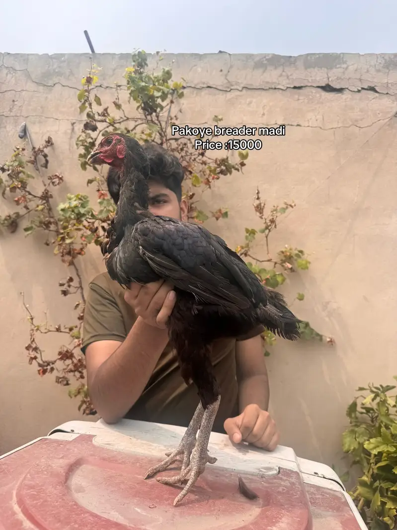 Top quality females available 03020448380 — photo 3