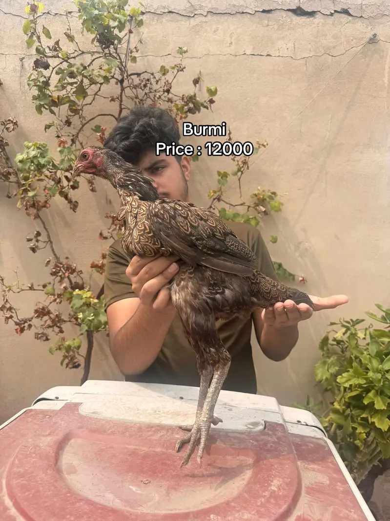 Top quality females available 03020448380 — photo 4
