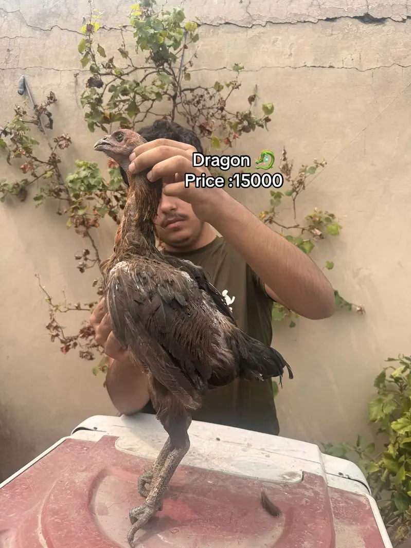 Top quality females available 03020448380 — photo 5