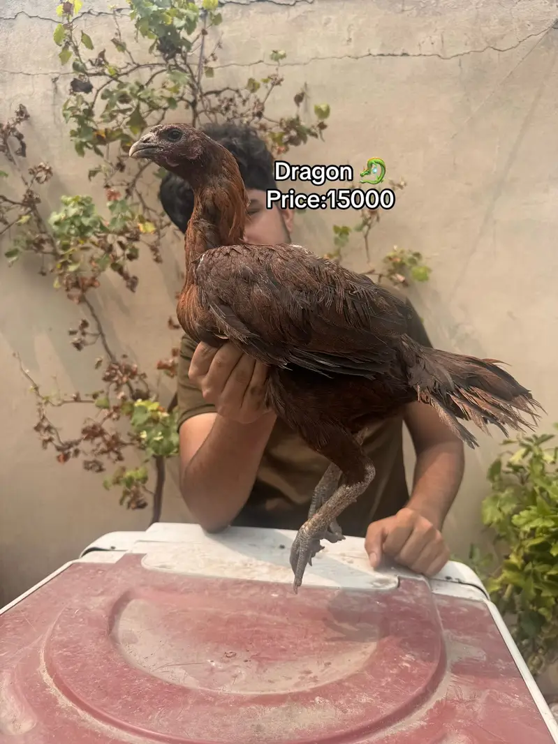 Top quality females available 03020448380 — photo 6