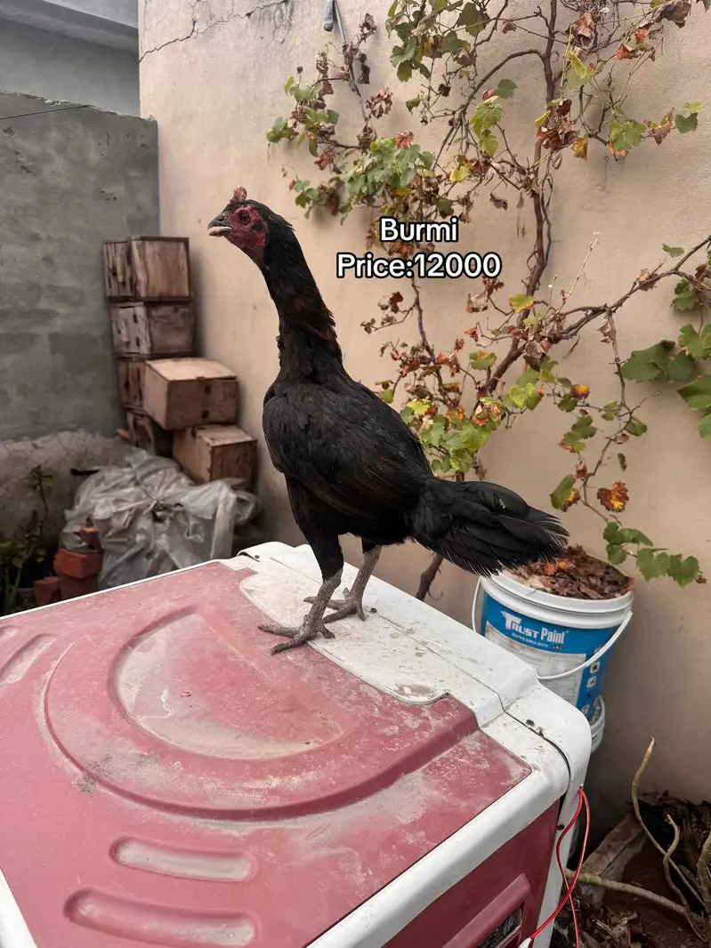 Top quality females available 03020448380 — photo 7