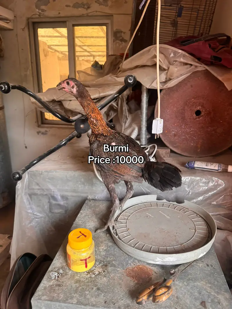 Top quality females available 03020448380 — photo 8