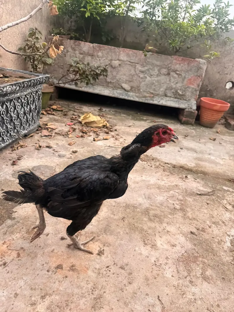 Top quality females available 03020448380 — photo 9