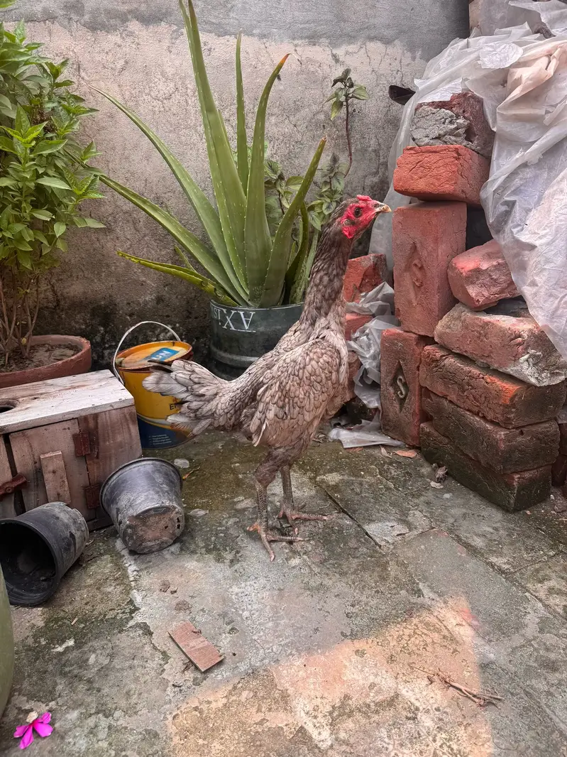 Top quality females available 03020448380 — photo 10
