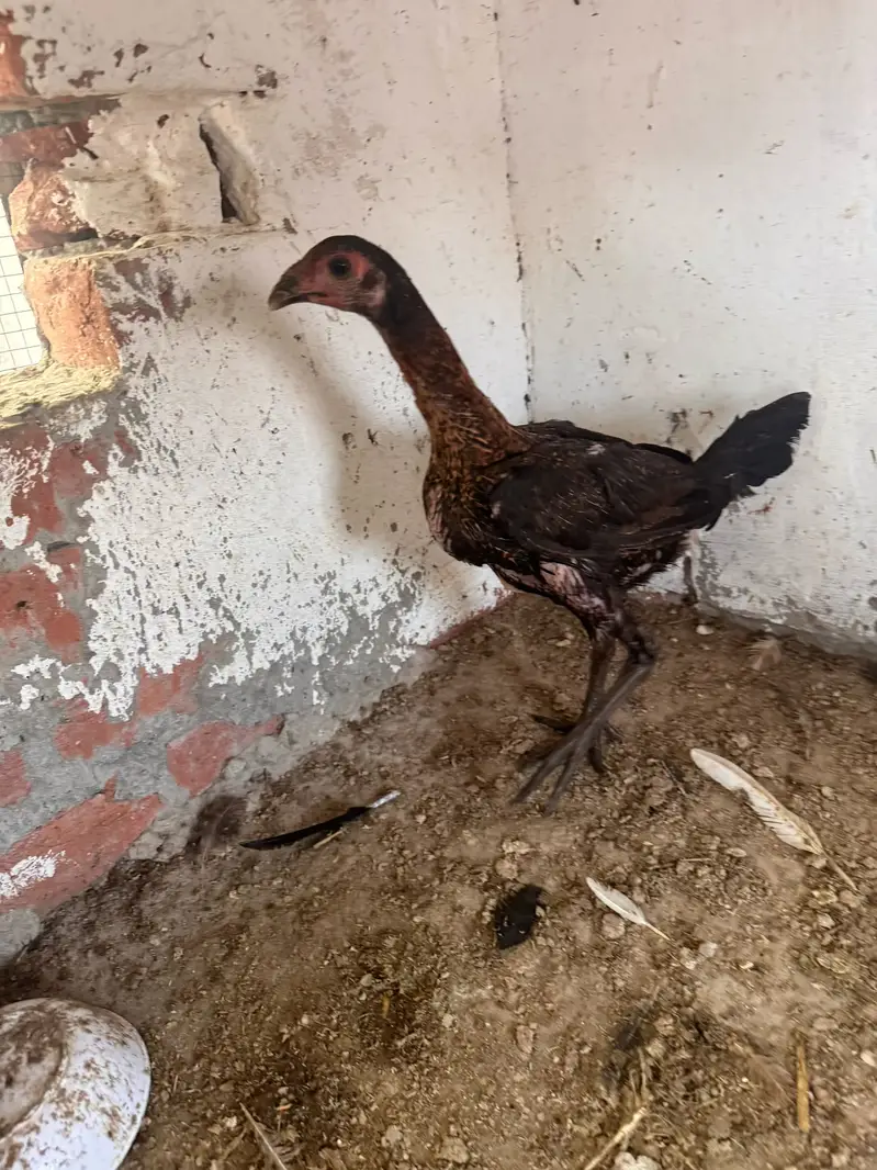 Top quality females available 03020448380 — photo 11