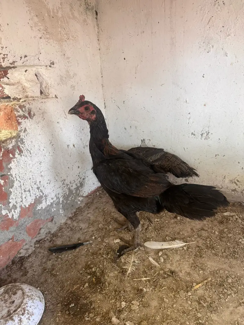 Top quality females available 03020448380 — photo 12