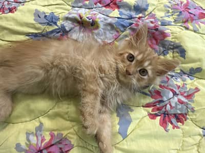4 persian kittens