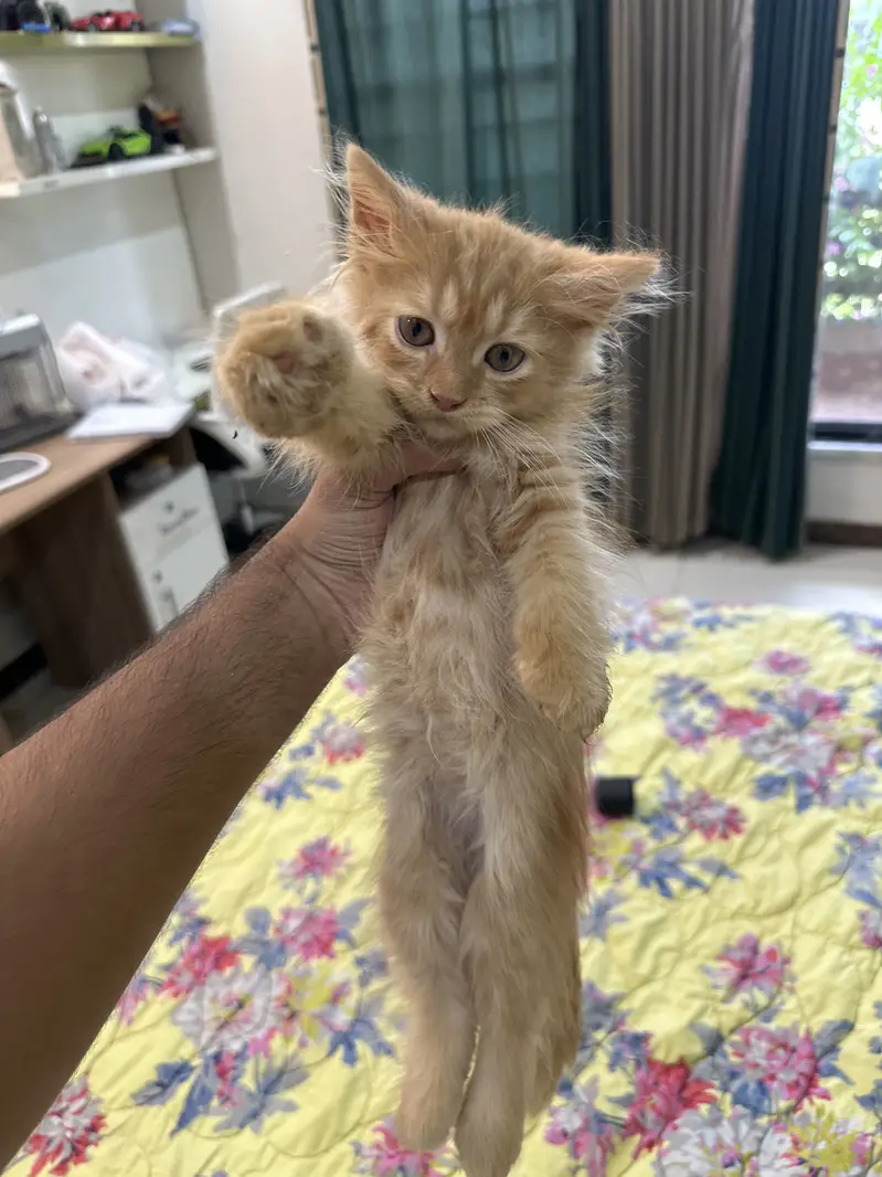 4 persian kittens — photo 2