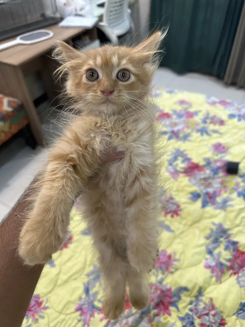 4 persian kittens — photo 3