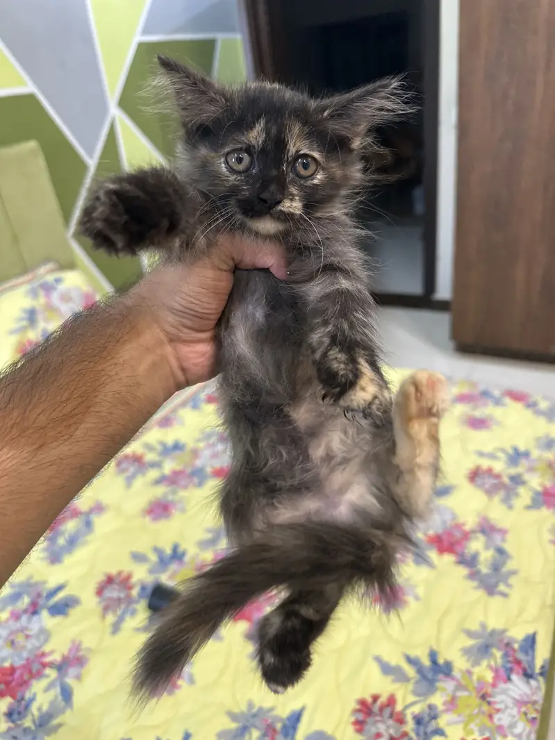 4 persian kittens — photo 4