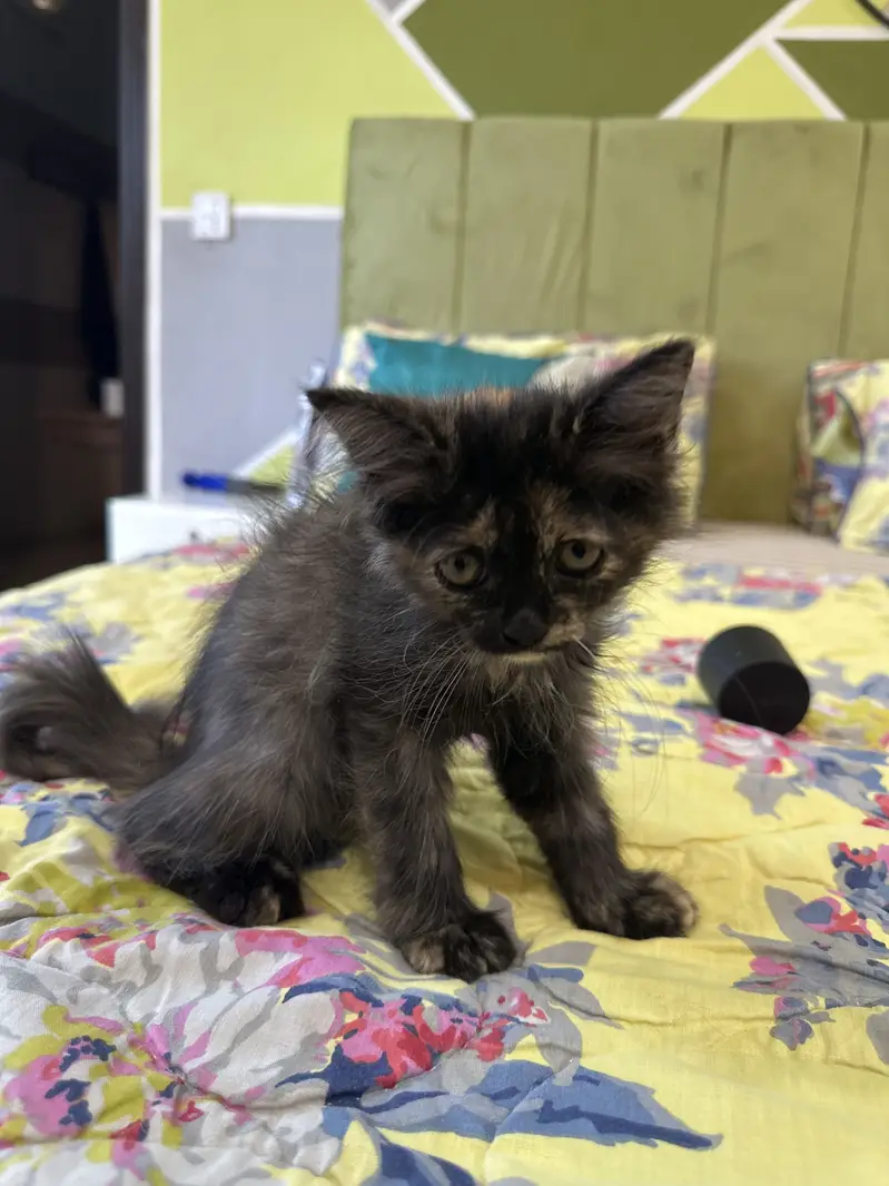 4 persian kittens — photo 5
