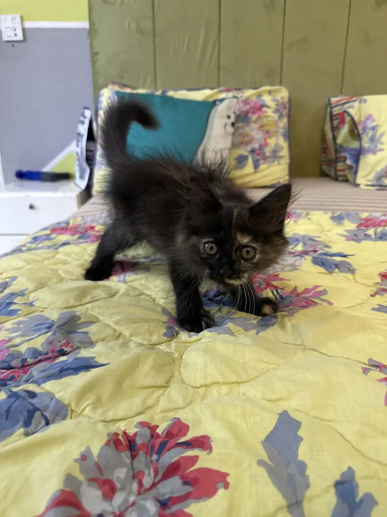 4 persian kittens — photo 6
