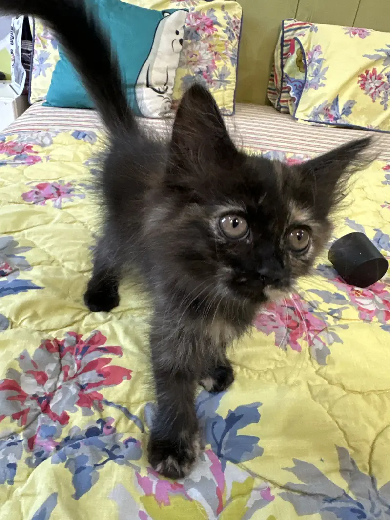 4 persian kittens — photo 7