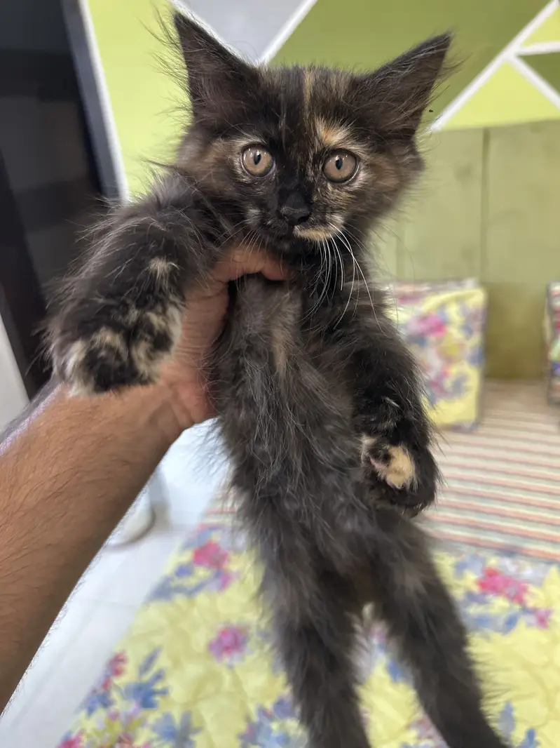 4 persian kittens — photo 8