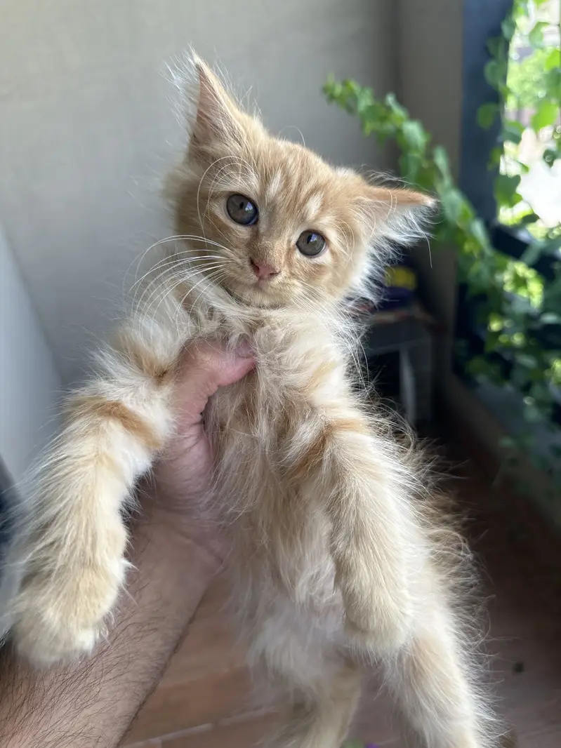 4 persian kittens — photo 9