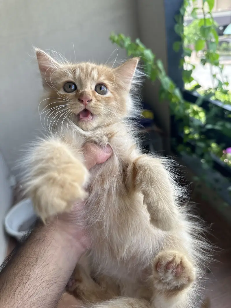 4 persian kittens — photo 10