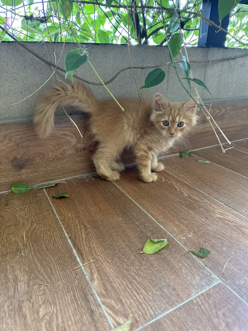 4 persian kittens — photo 11