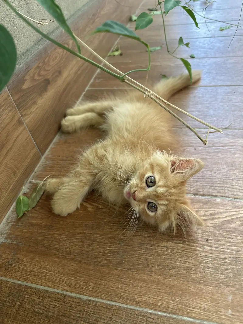 4 persian kittens — photo 12
