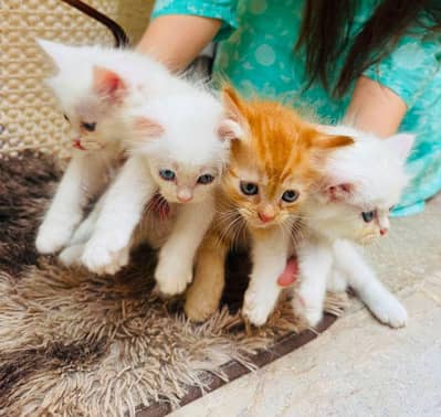 Persian kittens