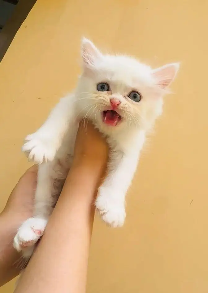 Persian kittens — photo 3