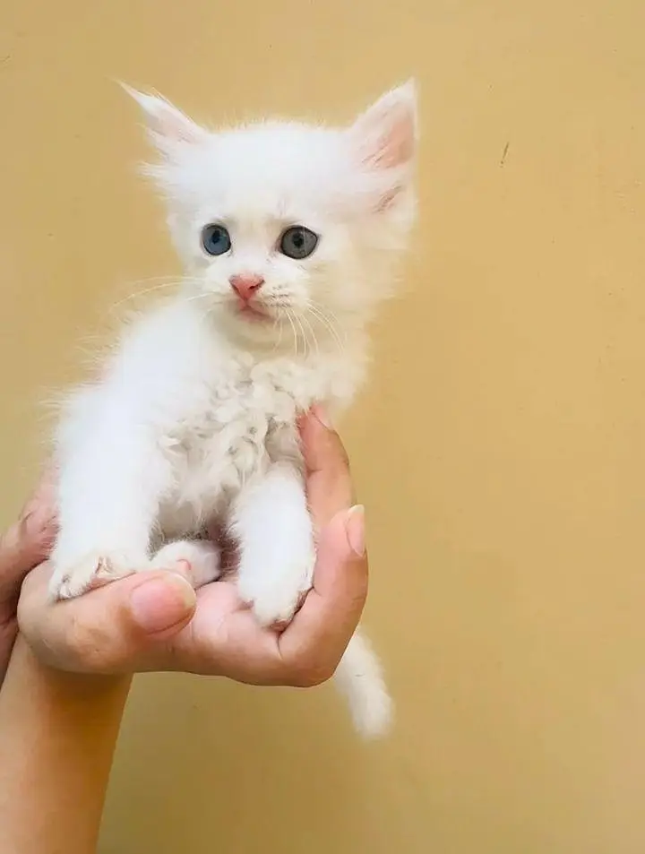 Persian kittens — photo 4