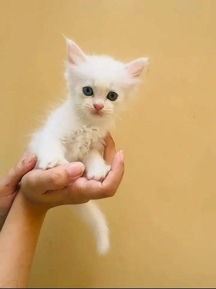 Persian kittens — photo 6