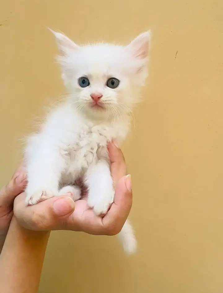 Persian kittens — photo 7