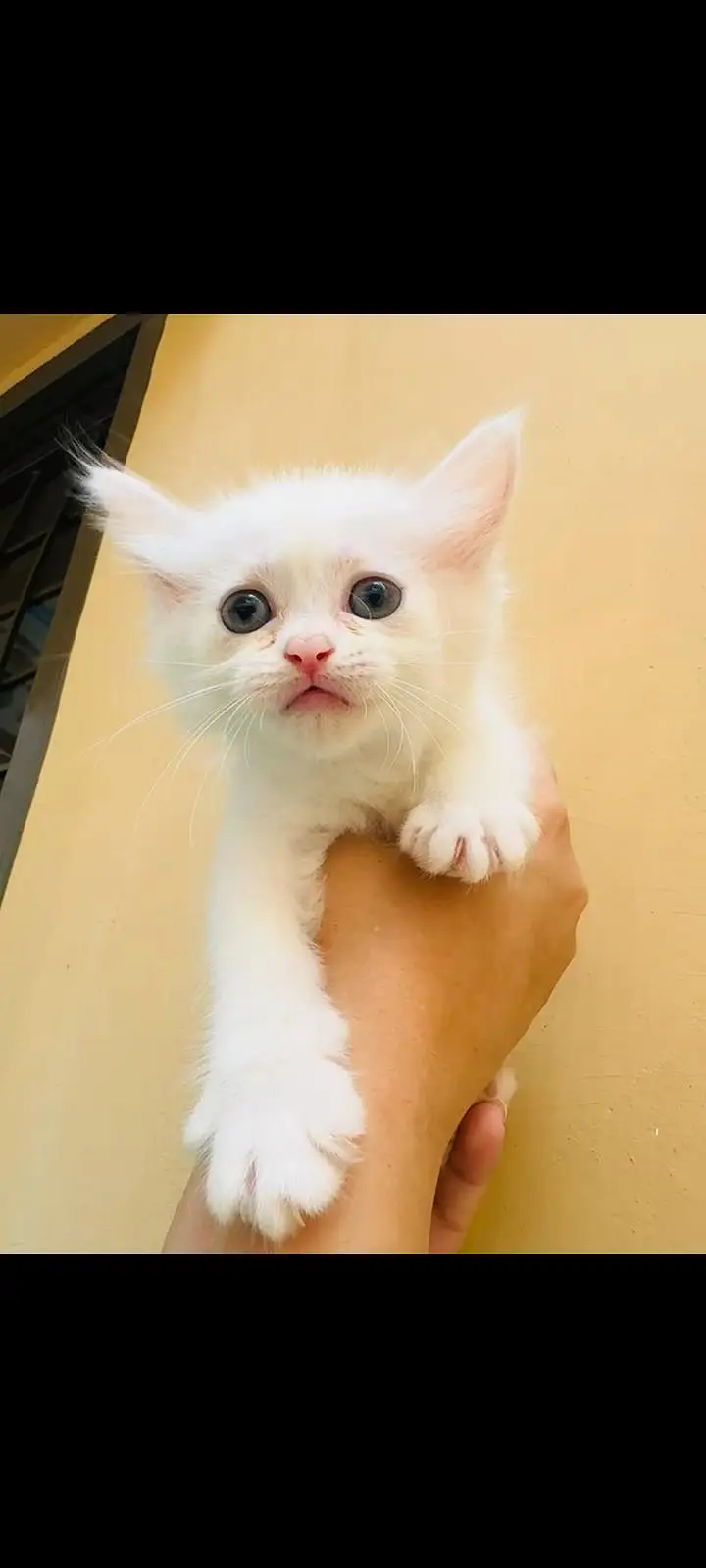 Persian kittens — photo 9