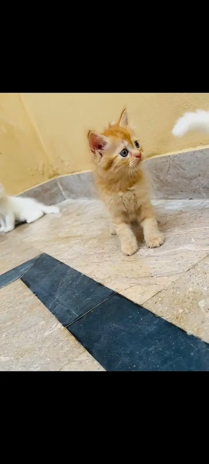 Persian kittens — photo 10